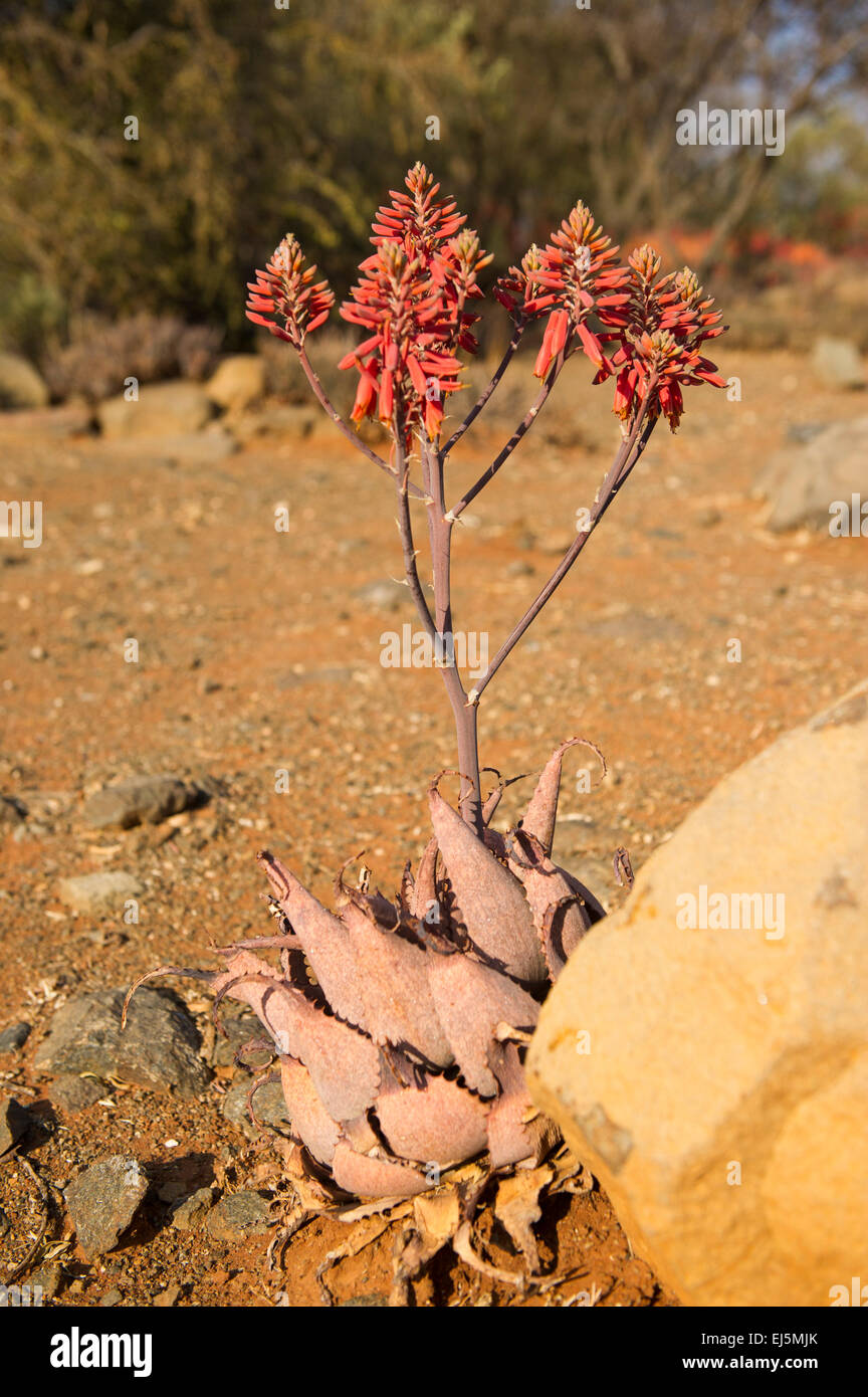 Aloe, Kimberley, South Africa Stock Photo