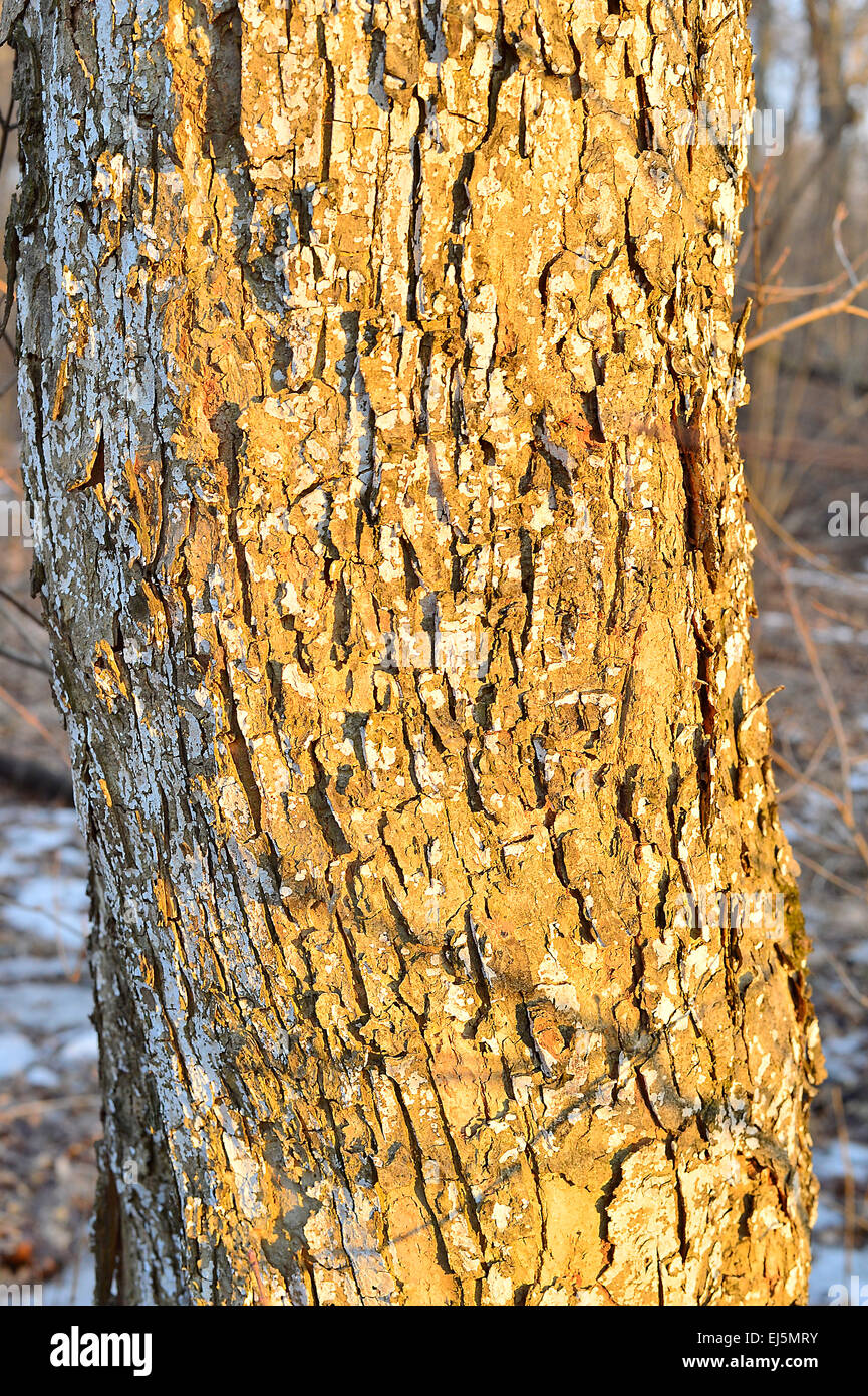 Tree Fragment Pattern A fragment of a tree trunk for background Stock Photo - Alamy
