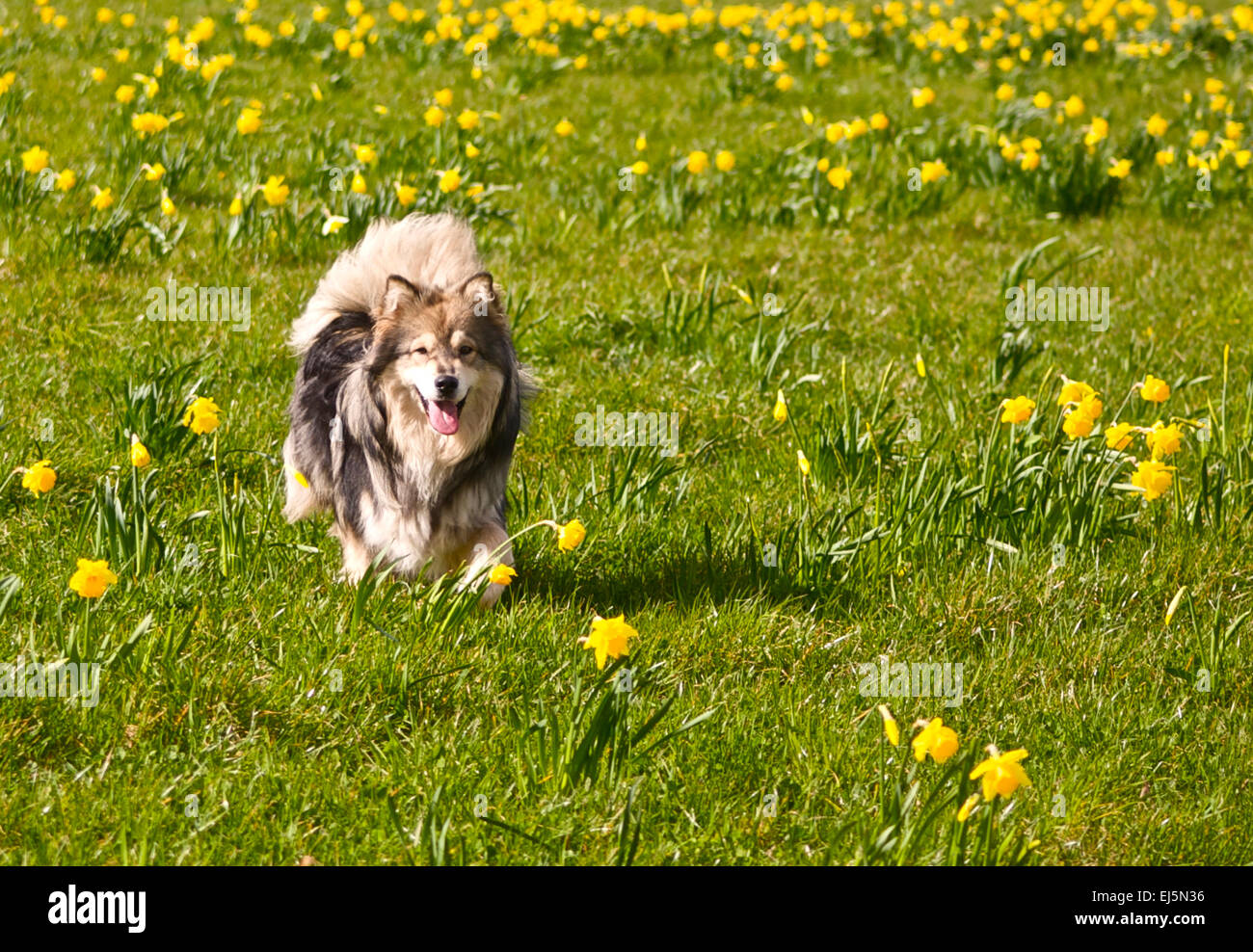 Finnish Lapphund Dog in the daffodil field Stock Photo