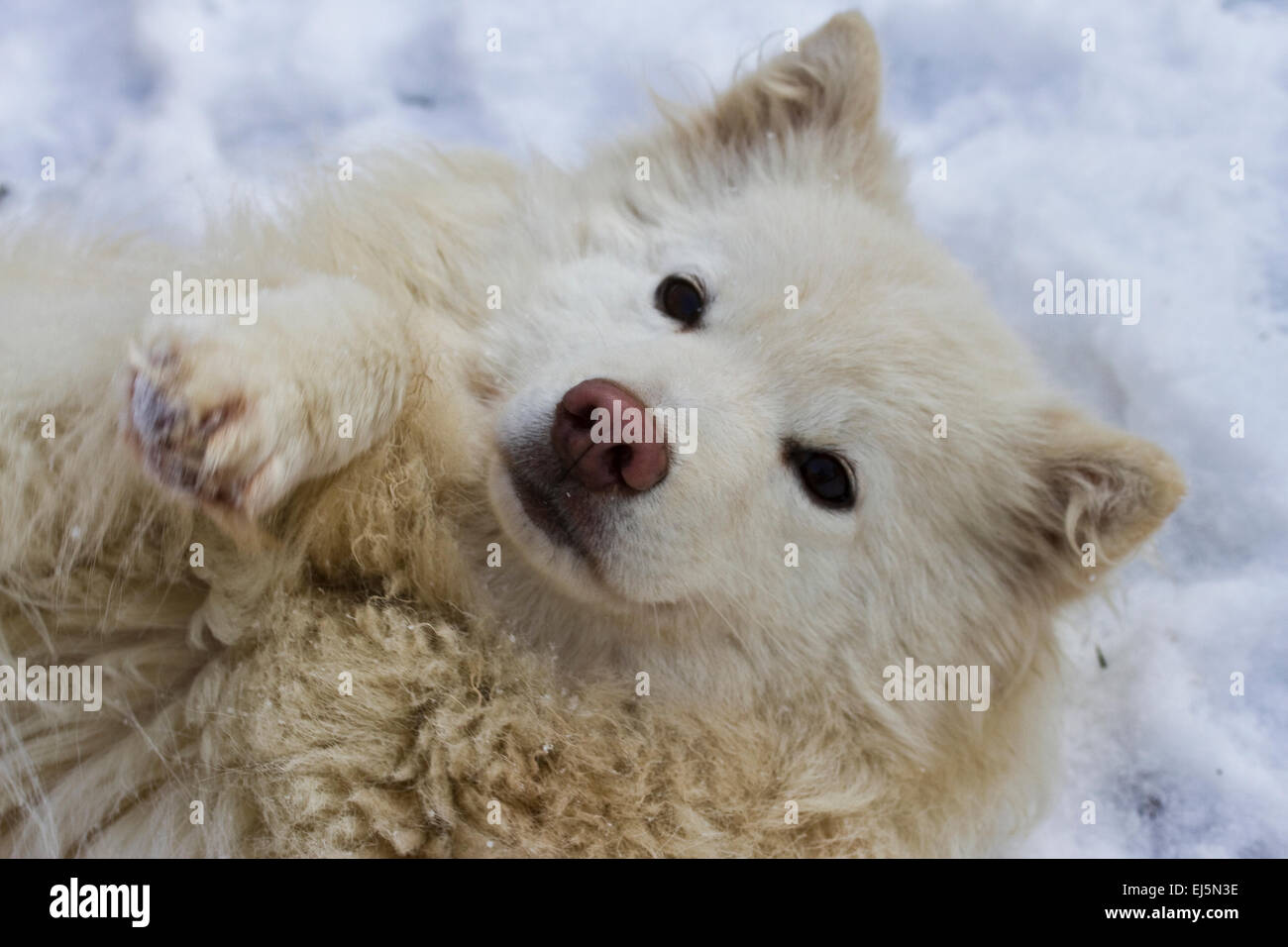 Finnish Lapphund Dog in the snow Stock Photo