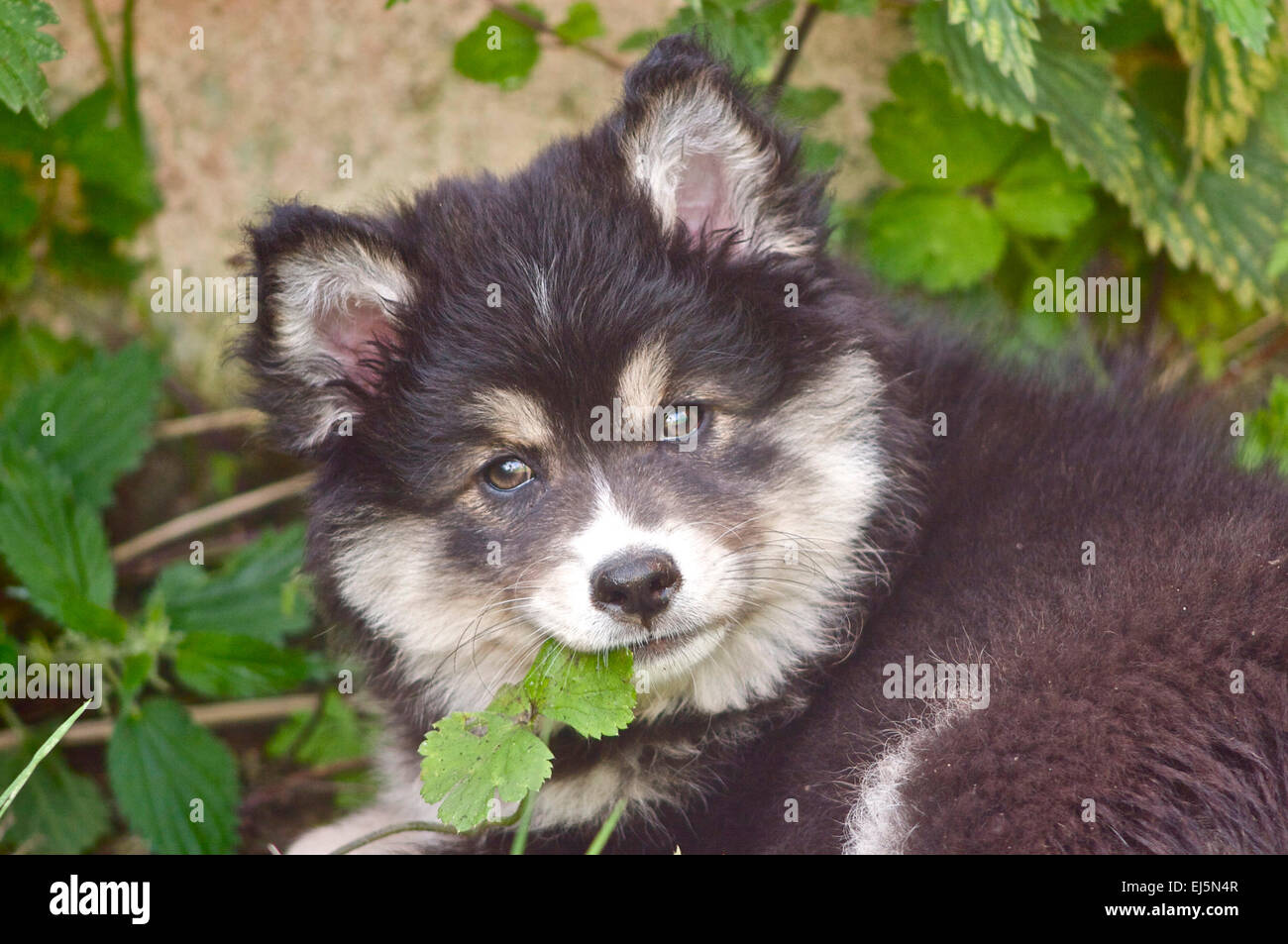 Finnish Lapphund puppy in garden Stock Photo