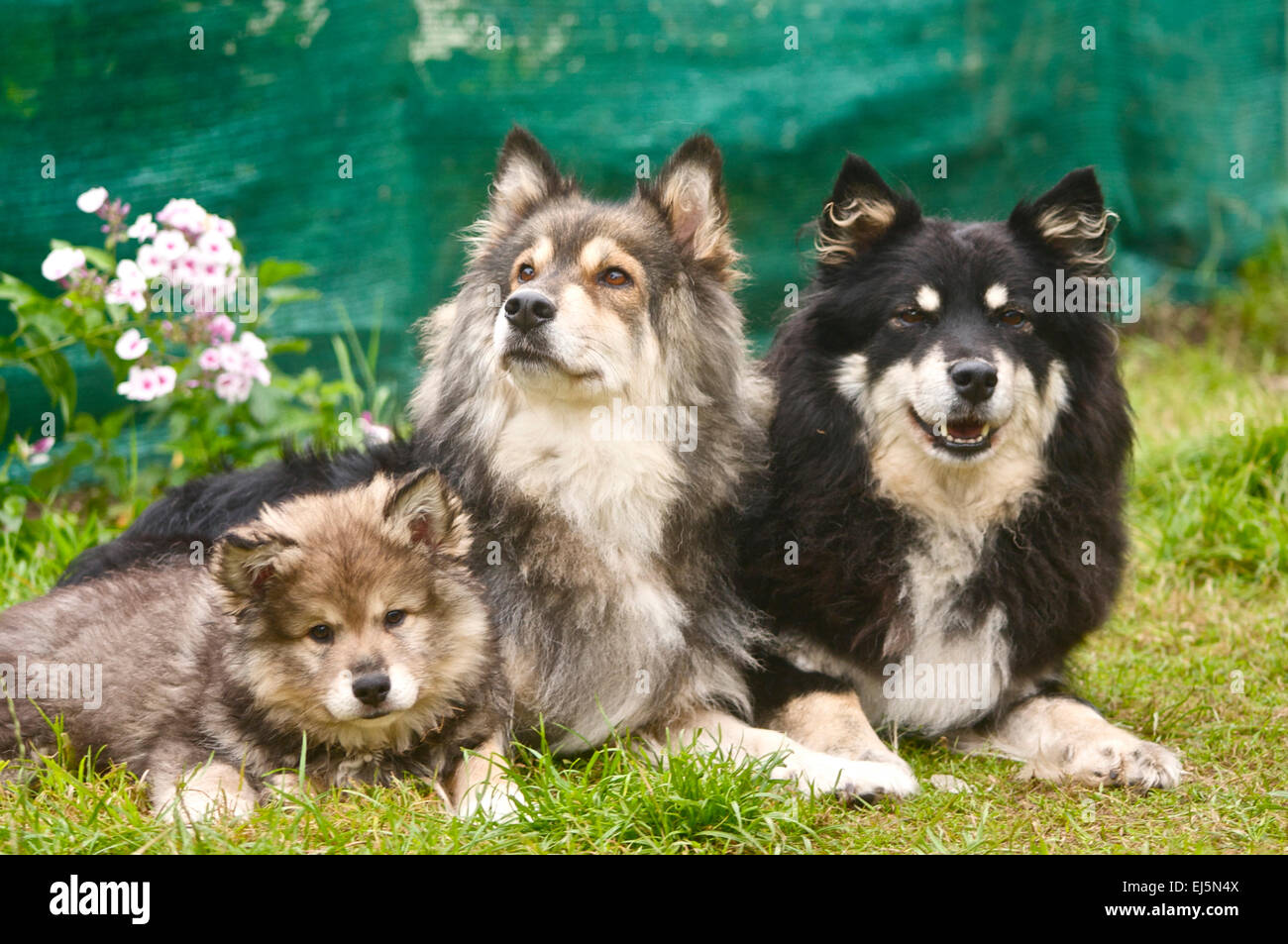 Finnish Lapphund Puppy with mum and grandma Stock Photo