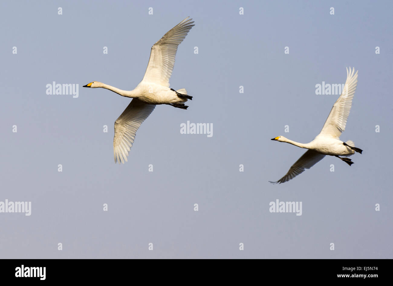 Pair of flying Whoopers/Swans in the slightly blue sky coming in for landing direction right to left Stock Photo