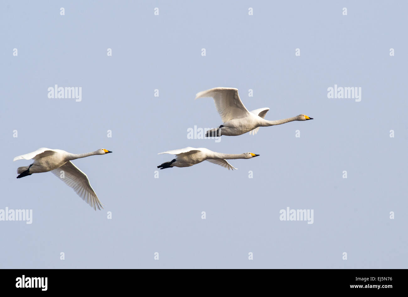 Three whoopee birds, swans flying in to the frame from left in the image Stock Photo