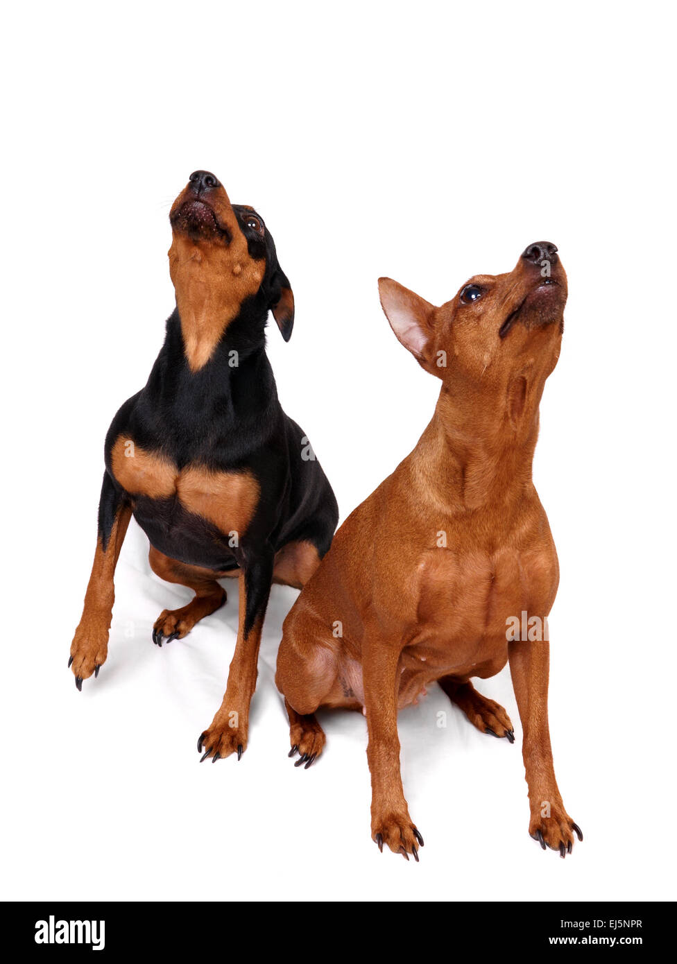 Two Miniature Pinschers looking up Stock Photo - Alamy