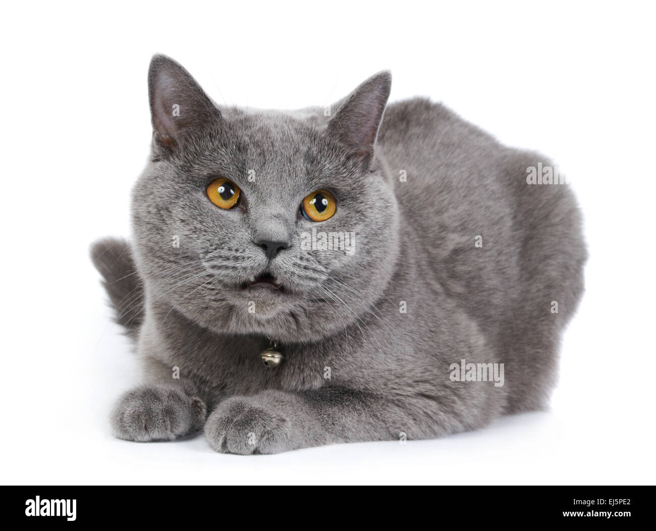 British blue cat isolated on the white background Stock Photo