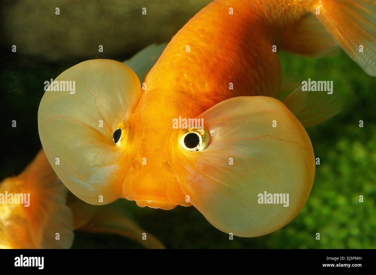 Bubble Eye Goldfish, Carassius auratus, Ciprinidae Stock Photo - Alamy