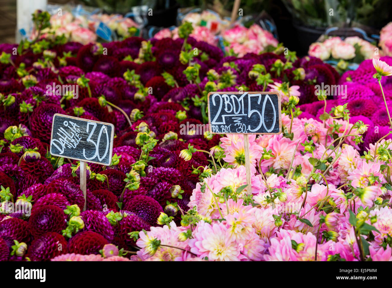 Colorful bouquets of dahlias flowers at market in Copenhagen, Denmark. Stock Photo