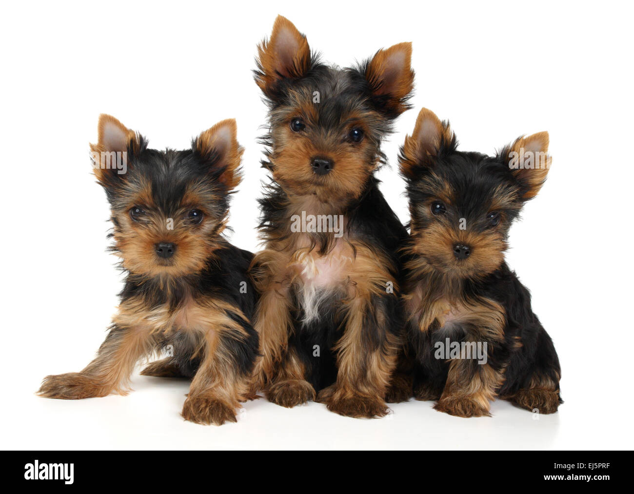 Three lovely Yorkshire Terrier puppies isolated on white Stock Photo