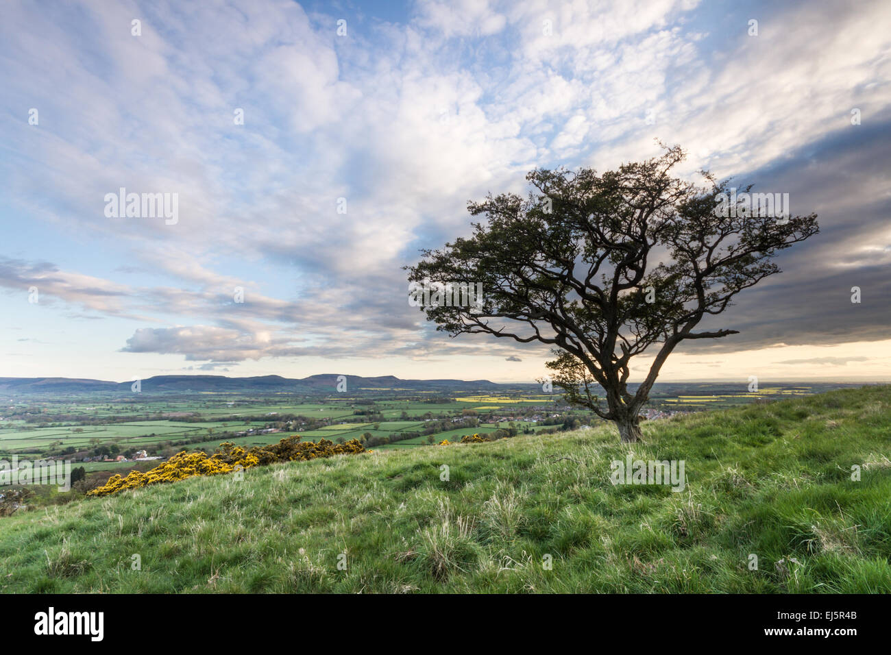A lone hawthorn tree on the side of a hill overlooking the distant hills of the North Yorkshire Moors on a beautiful day in May. Stock Photo