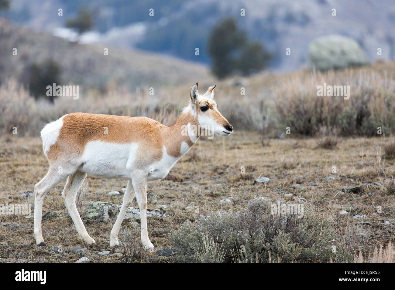 A Pronghorn in the Lamar Valley at Yellowstone National Park March 18, 2015 in Yellowstone, Wyoming. The deer-like Pronghorn is the sole surviving member of an ancient family dating back 20 million years and the only animal in the world with branched horns and to shed its horns, as if they were antlers. The Pronghorn is the fastest animal in the western hemisphere, running in 20-foot bounds at up to 60 miles per hour. Stock Photo