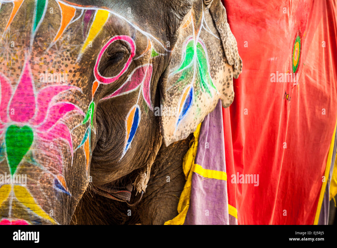Elephant. India, Jaipur, state of Rajasthan. - Stock Image