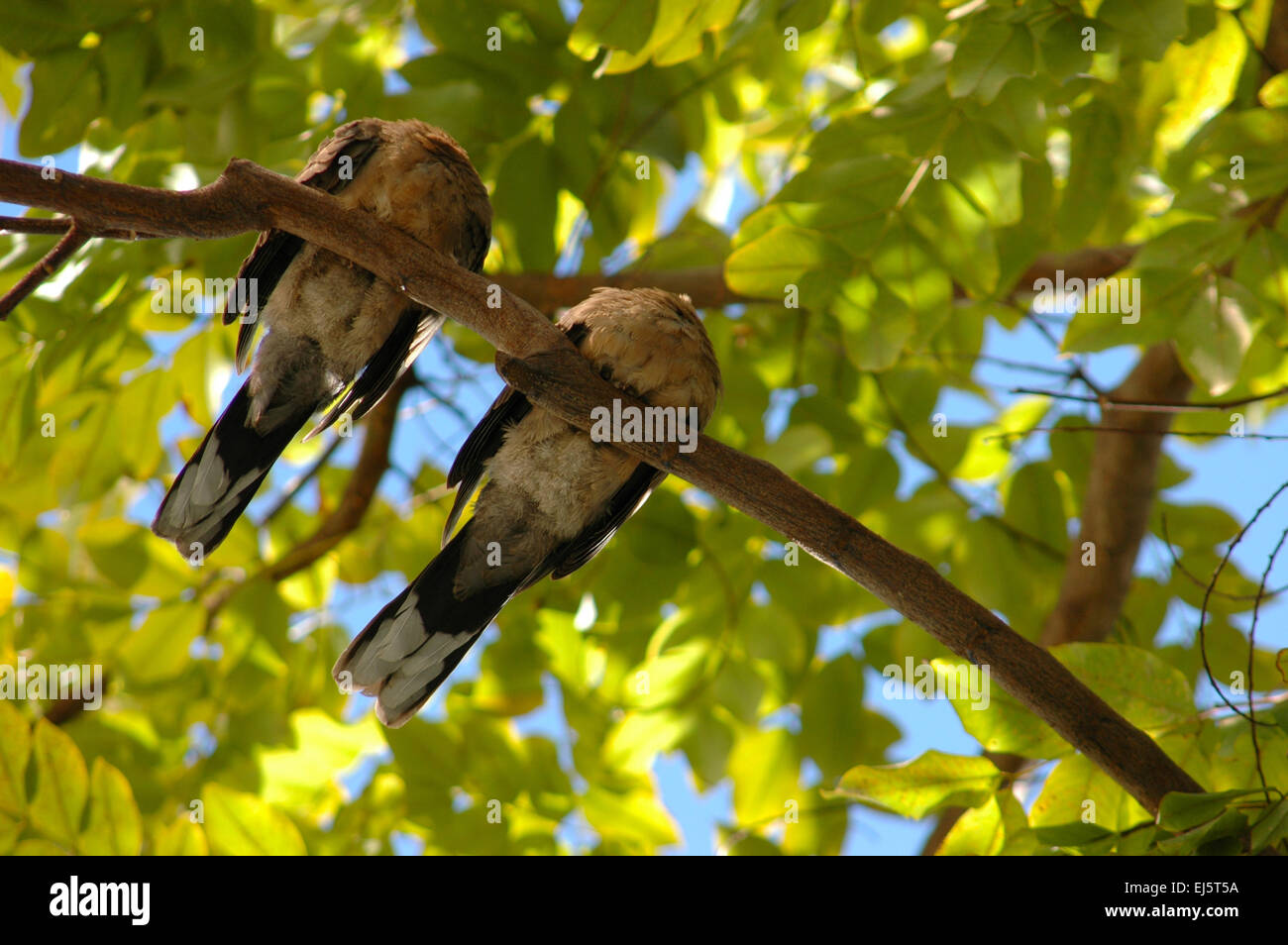 Two Birds Asleep On A Branch In A Tree Stock Photo