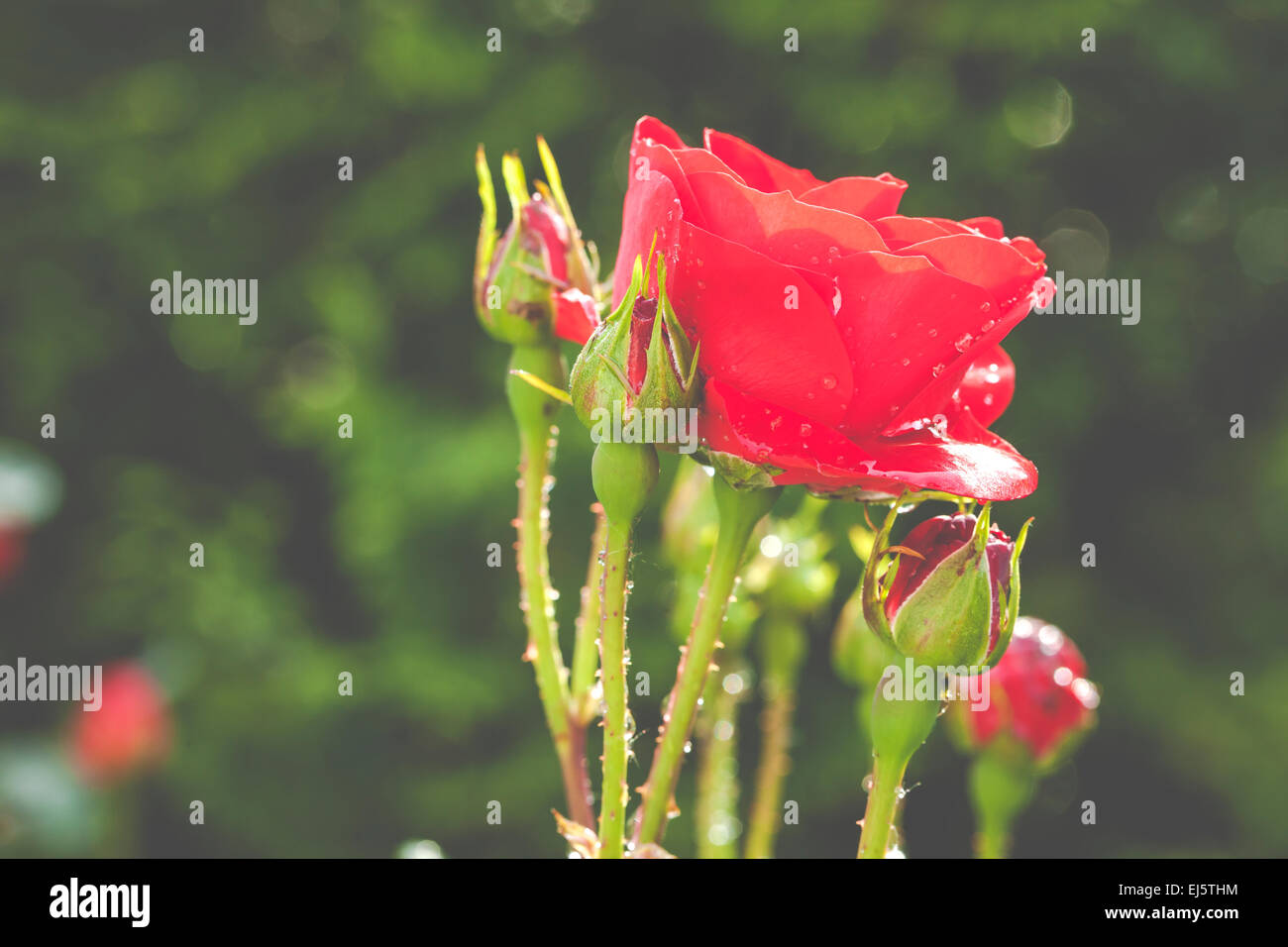 Red rose with water drops in my garden Stock Photo - Alamy