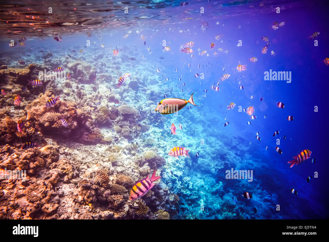 Reef with a variety of hard and soft corals and tropical fish.Maldives