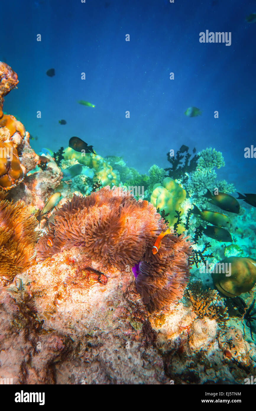 Topical saltwater fish ,clownfish Anemonefish. Maldives Ocean coral