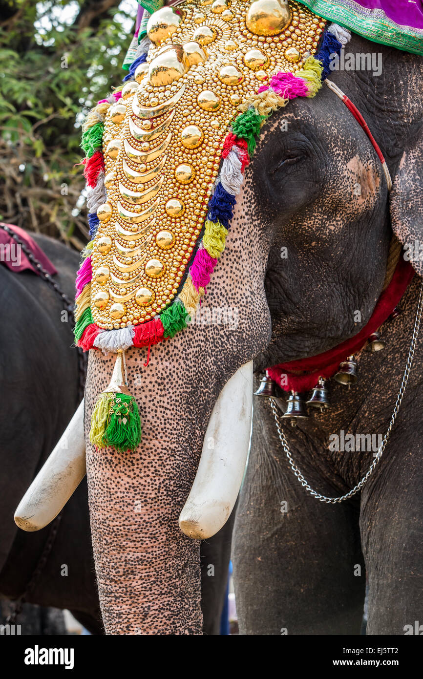 Elephant decorated on holiday in India Stock Photo