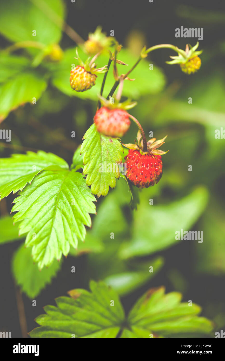 Fragaria vesca, commonly known as the Woodland Strawberry Stock Photo ...