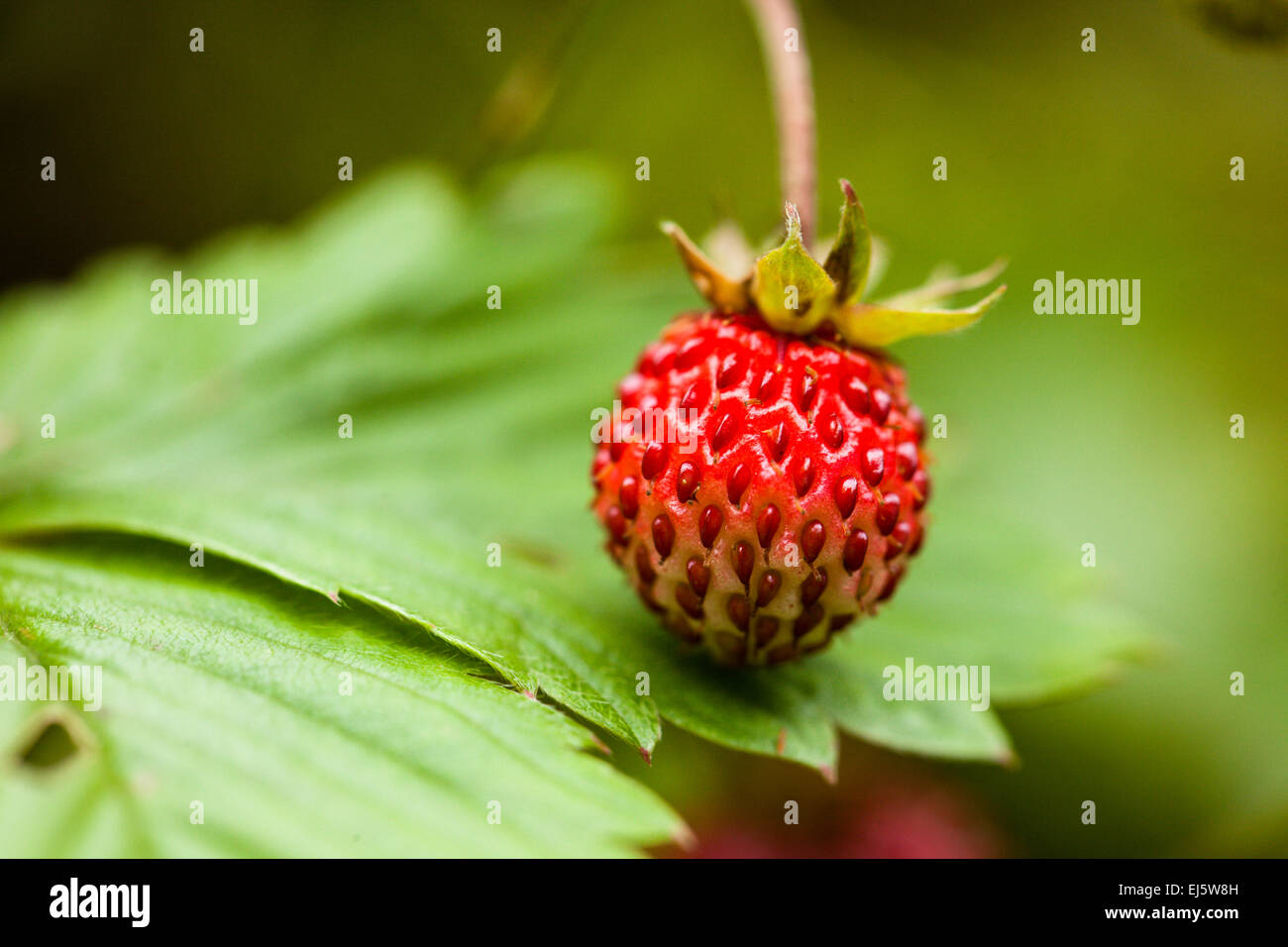 Fragaria vesca, commonly known as the Woodland Strawberry Stock Photo ...