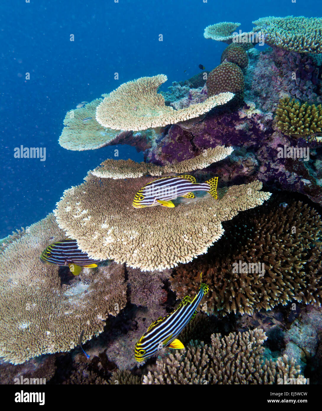 Hard corals, Maldives Stock Photo
