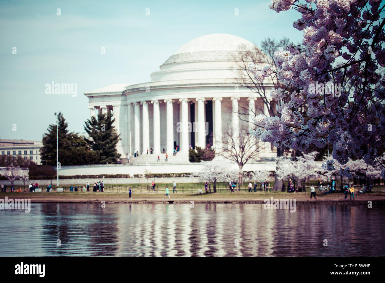 Pink cherry blossoms in spring framing the Jefferson Memorial in