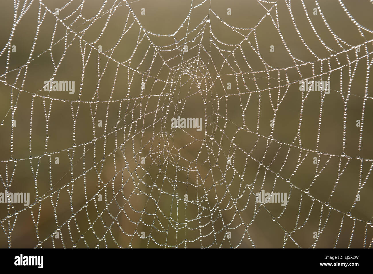 A spider's web in the morning sun with water droplets making a pattern Stock Photo