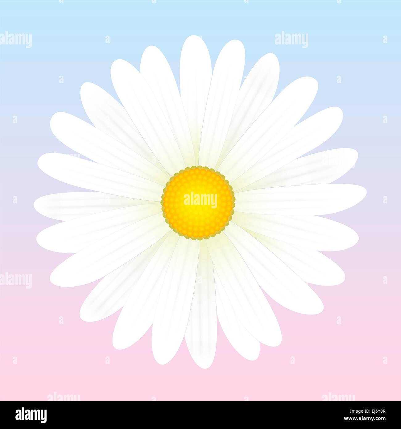 White daisy flower illustration on light pink to blue background. Stock Photo