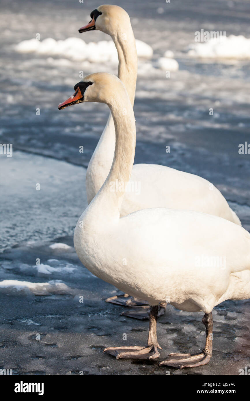 Mute Swan walking in the natural winter environment Stock Photo Alamy