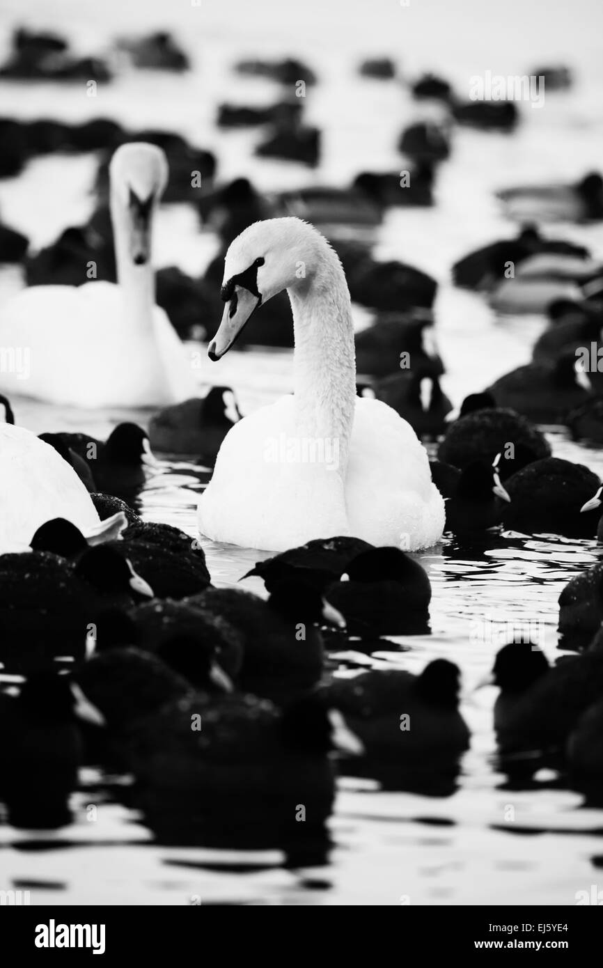 White swans on a lake, around many coots. Stock Photo