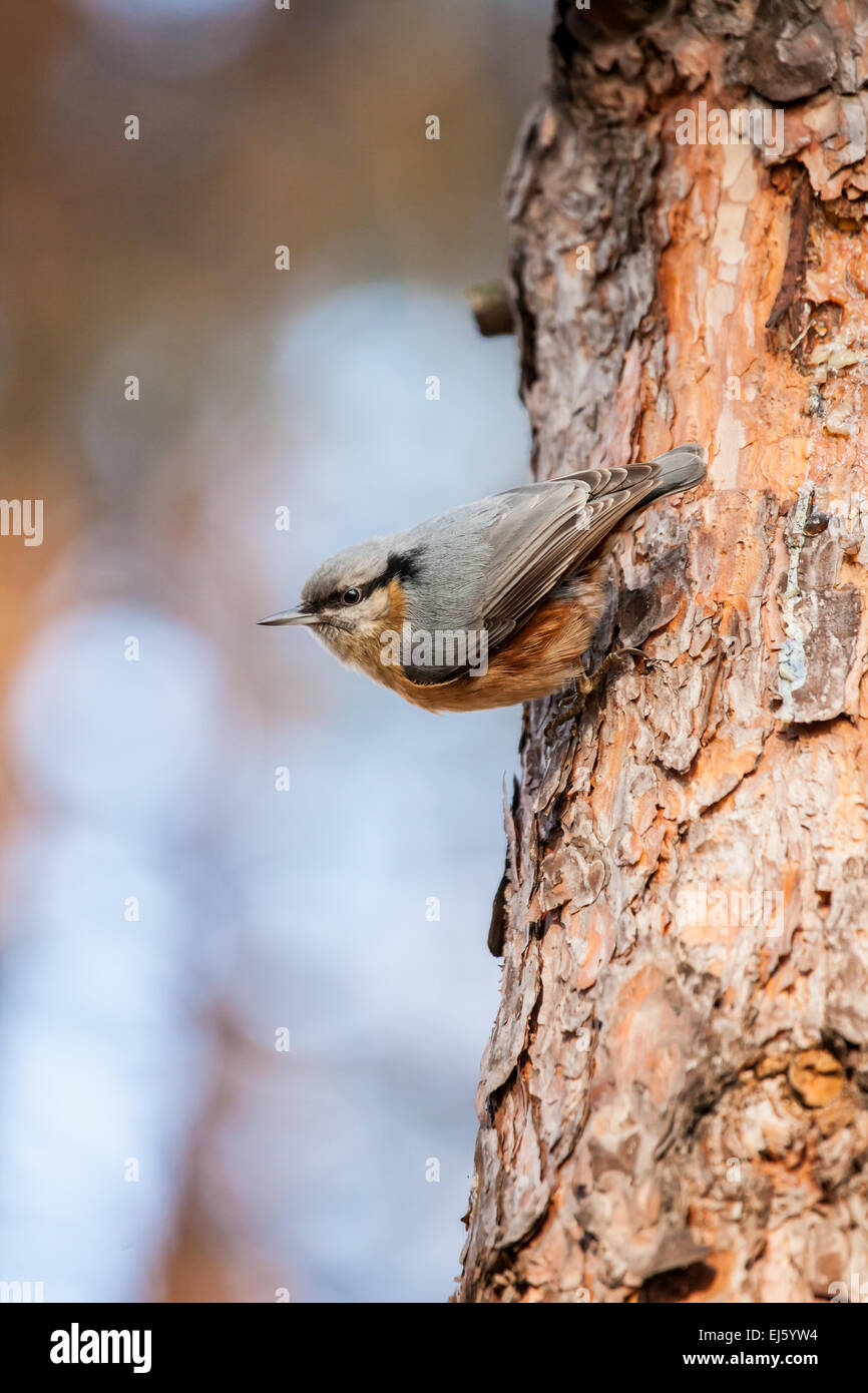 Redbreasted Nuthatch (Sitta canadensis) is a small songbird Stock