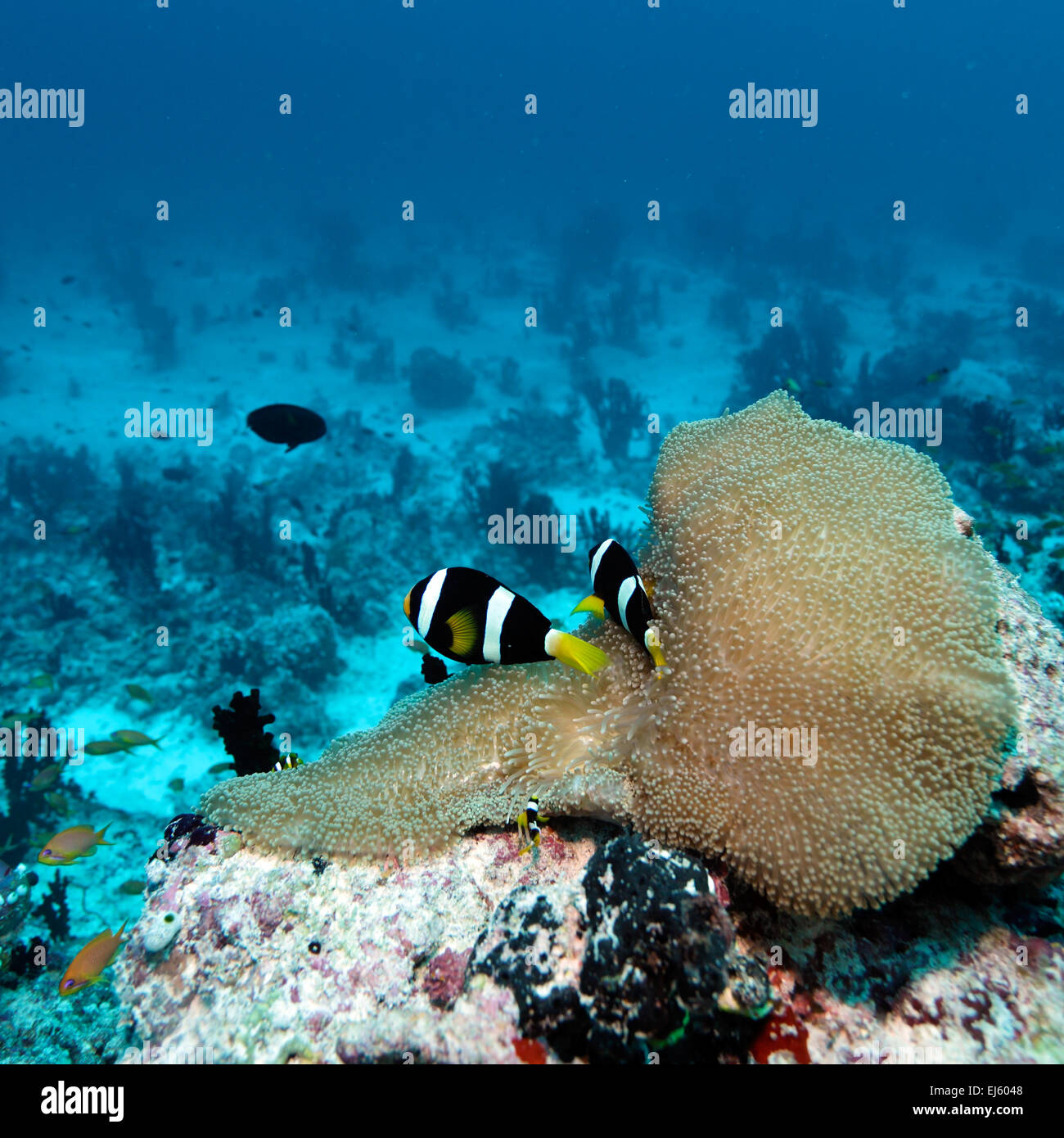 Anemonefish (Amphiprion sebae) in a sea anemone (Heteractis magnifica), Maldives Stock Photo