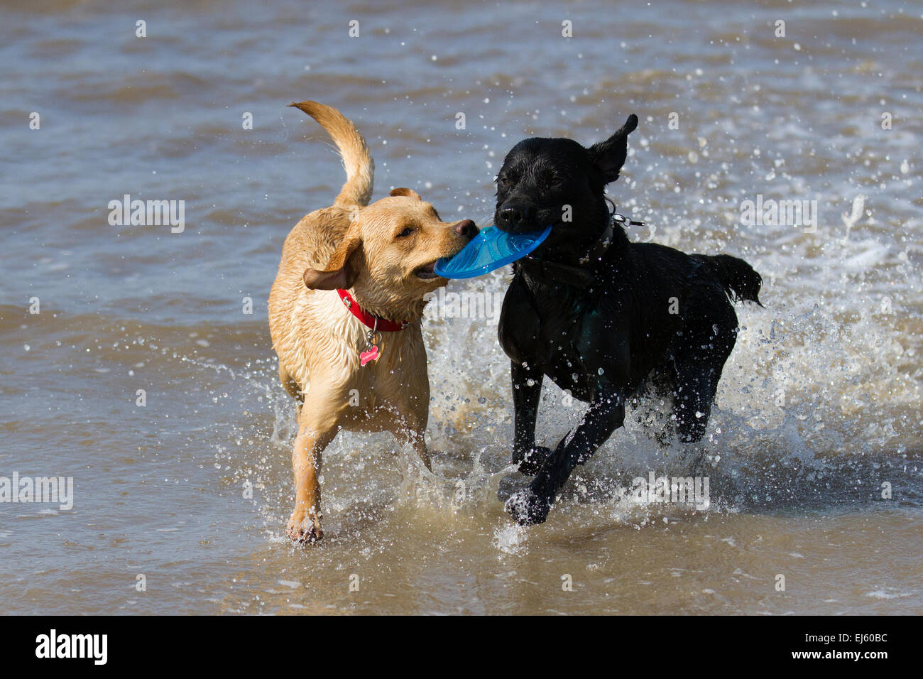 Dogs playing in water at Ainsdale beach, Southport, UK. 22nd March, 2015. UK Weather. Bright