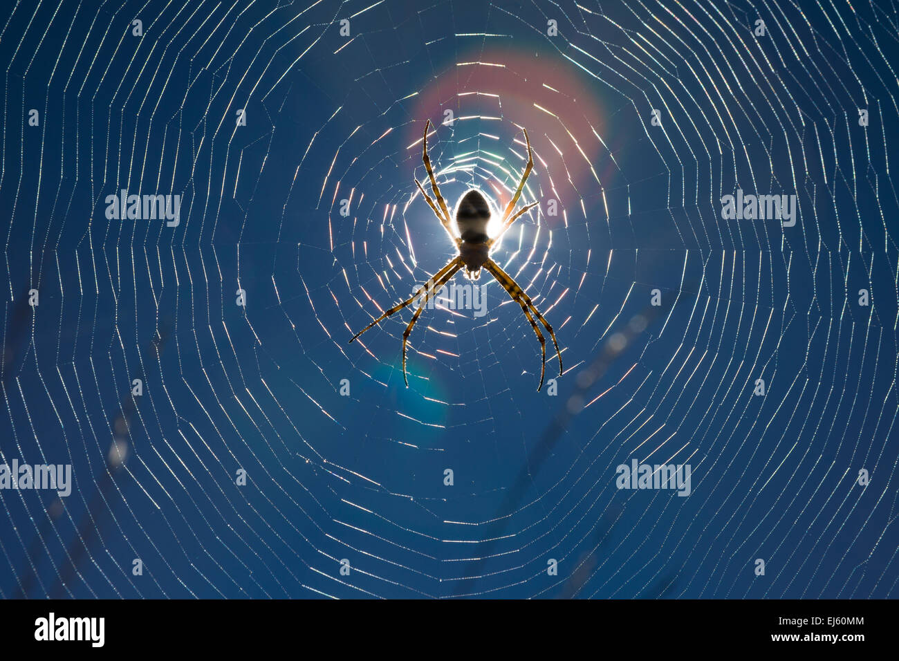 A spider on a web in the morning sun Stock Photo