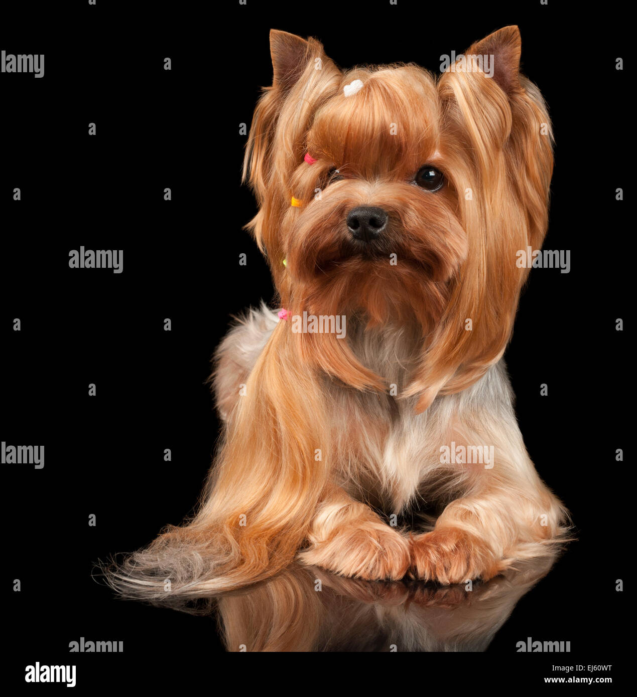 Yorkshire Terrier With Long Hair On Black Reflecting Background
