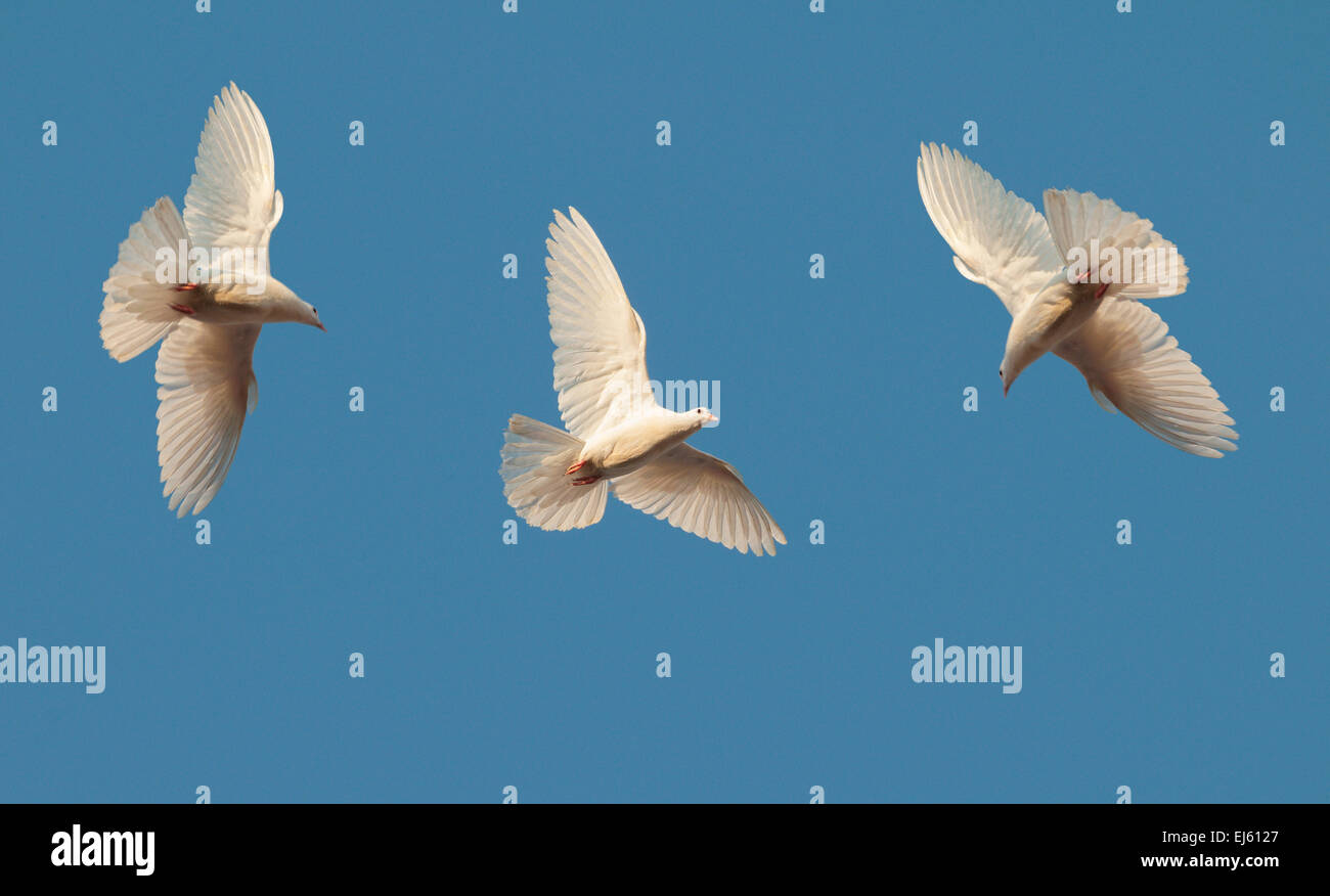 Three white pigeons fly in the clear sky Stock Photo