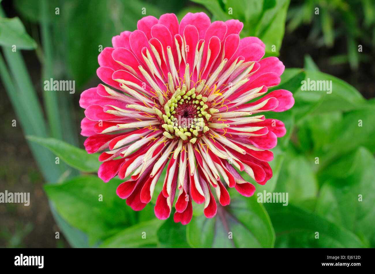 Closeup of nice flower on green background (Zinnia) Stock Photo