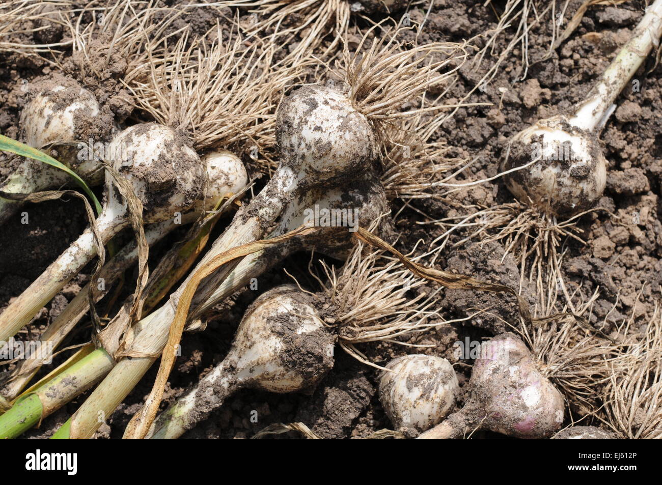 Gathered garlic dry on soil of the farm Stock Photo
