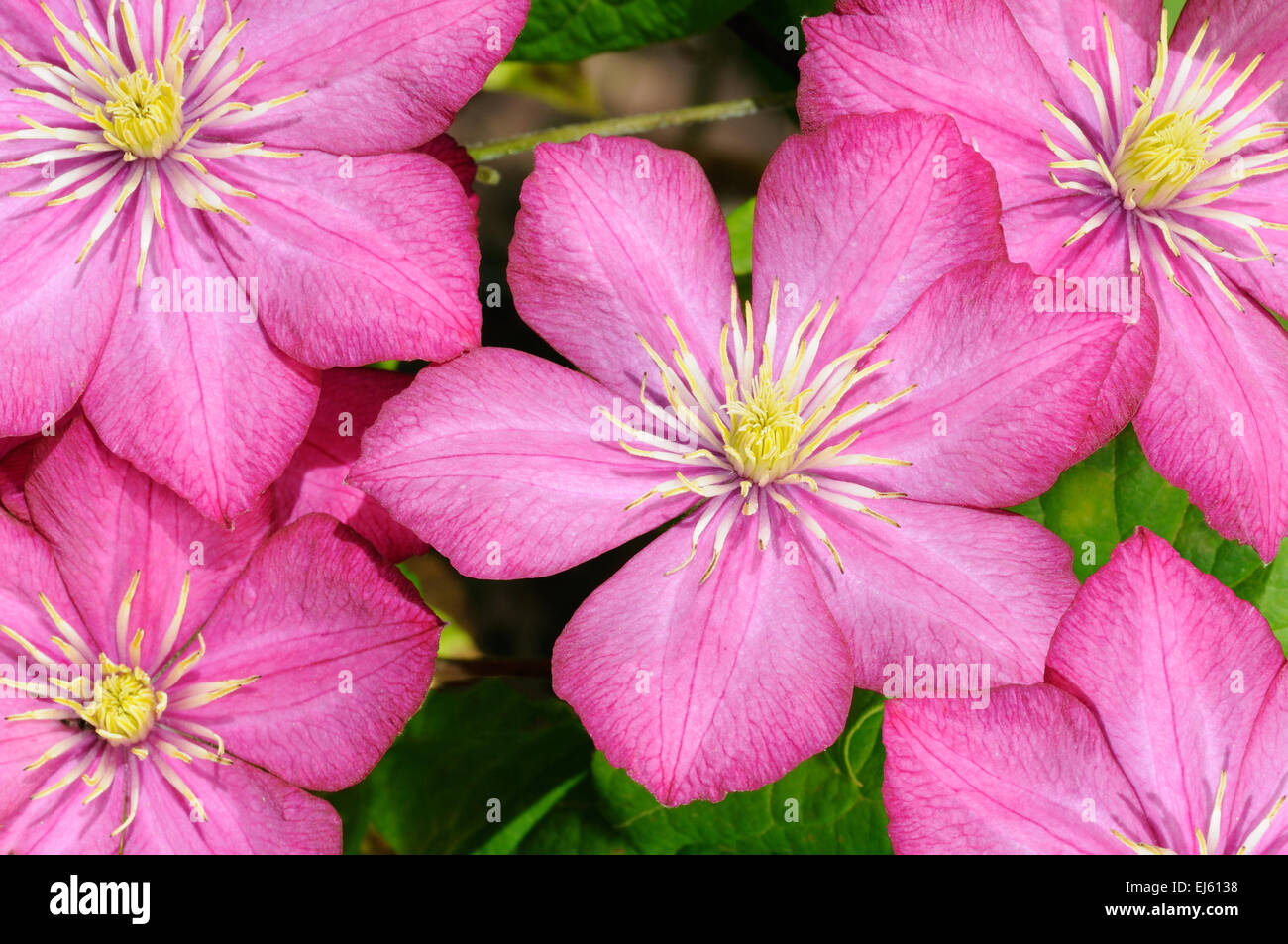 Small group of beautiful pink flowers (clematis) Stock Photo
