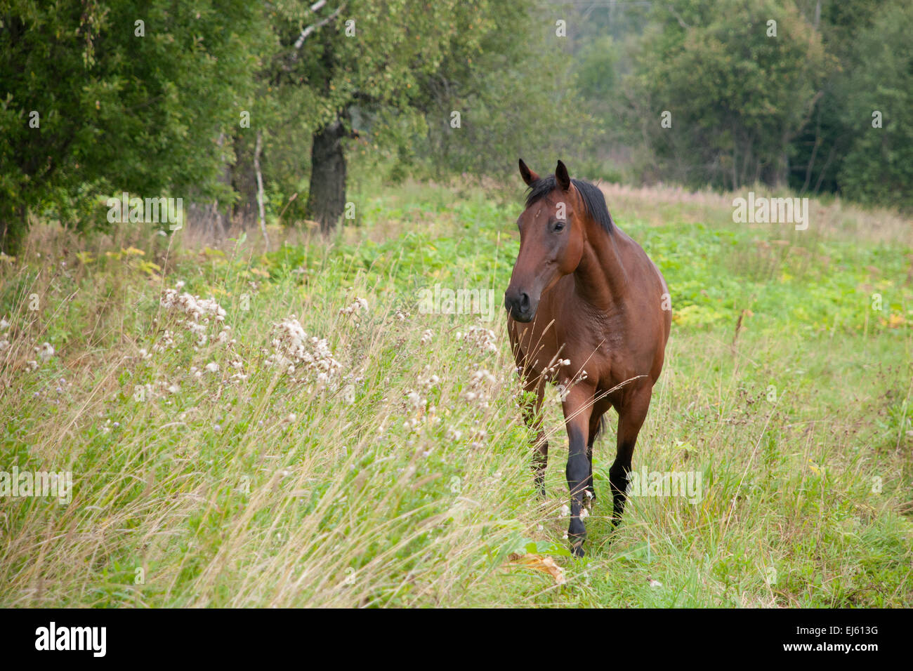 One horse walks in the green meadow Stock Photo