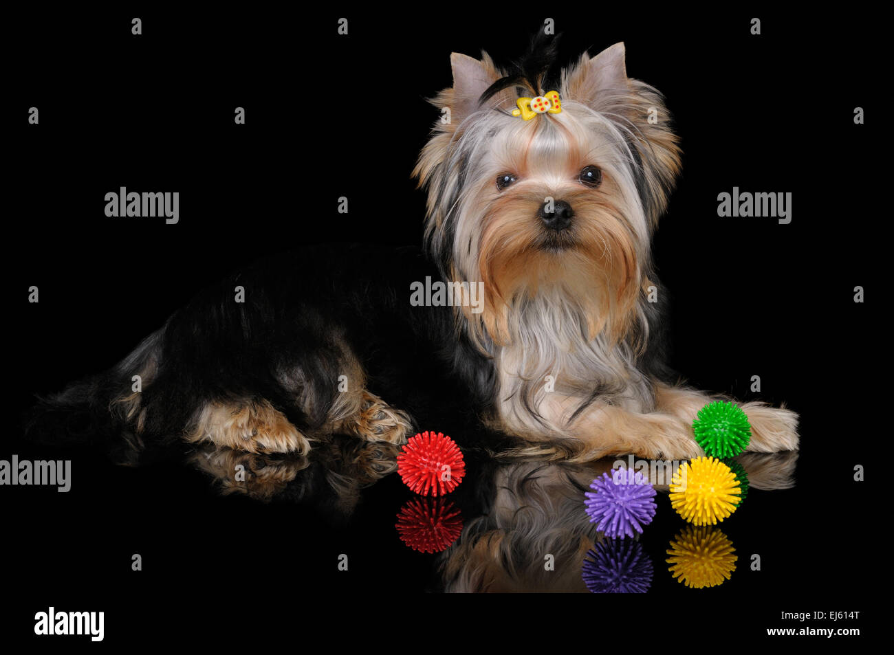 Yorkshire terrier mini toy hires stock photography and images Alamy