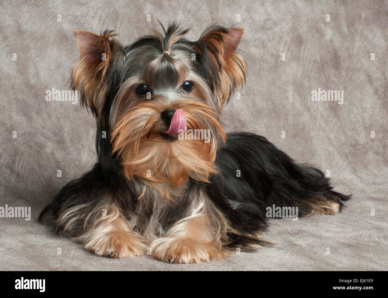 how much to feed a yorkshire terrier puppy