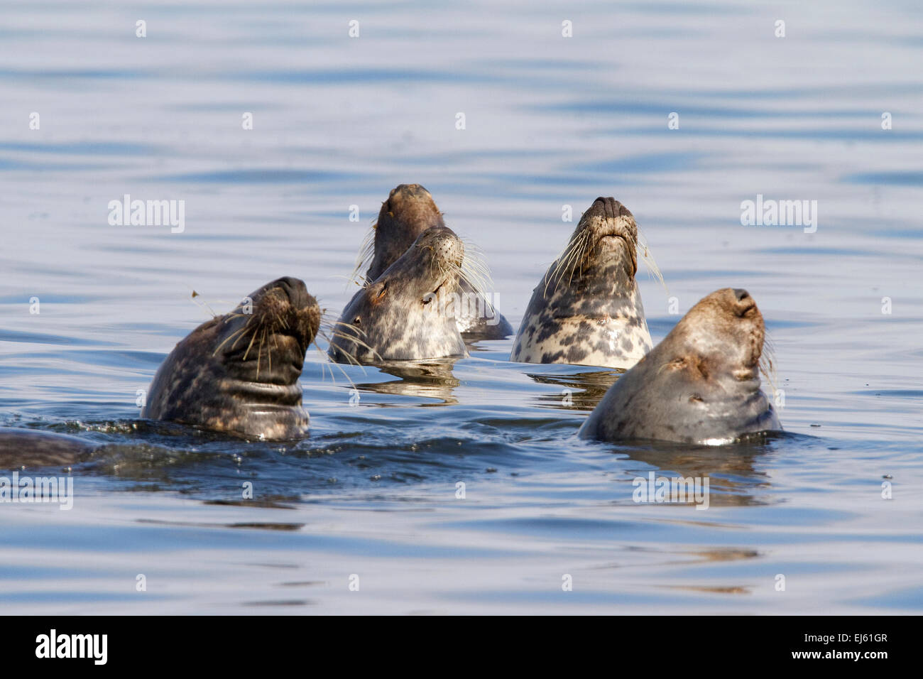Seals sleeping hires stock photography and images Alamy