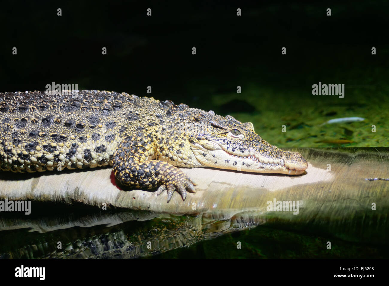 Sea life from London Aquarian. Stock Photo