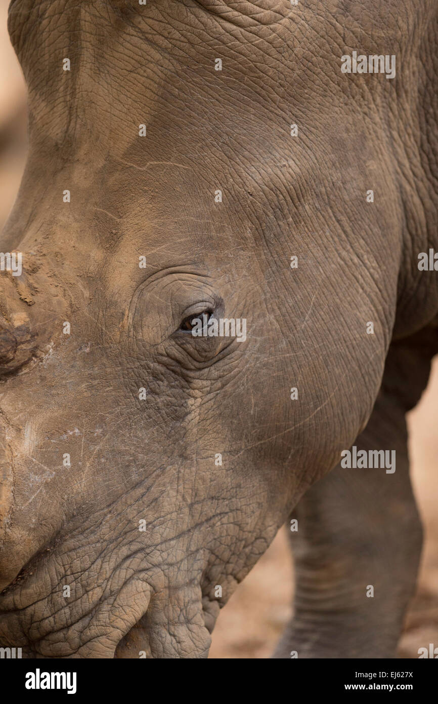 Rhino Hlane Game Reserve Swaziland Stock Photo Alamy