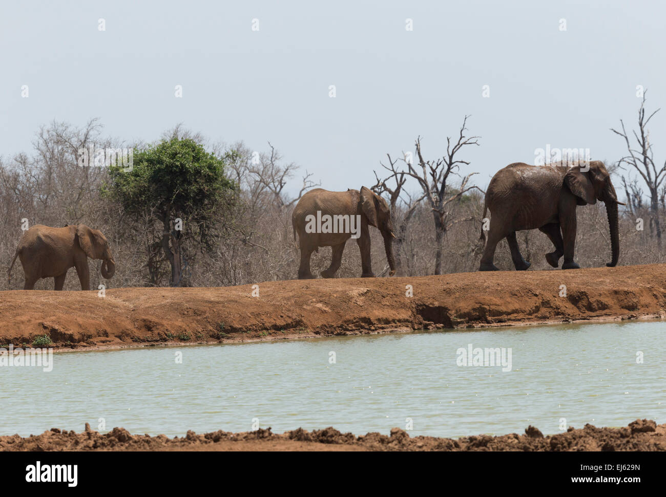 Elephant Hlane Game Reserve Swaziland Stock Photo Alamy