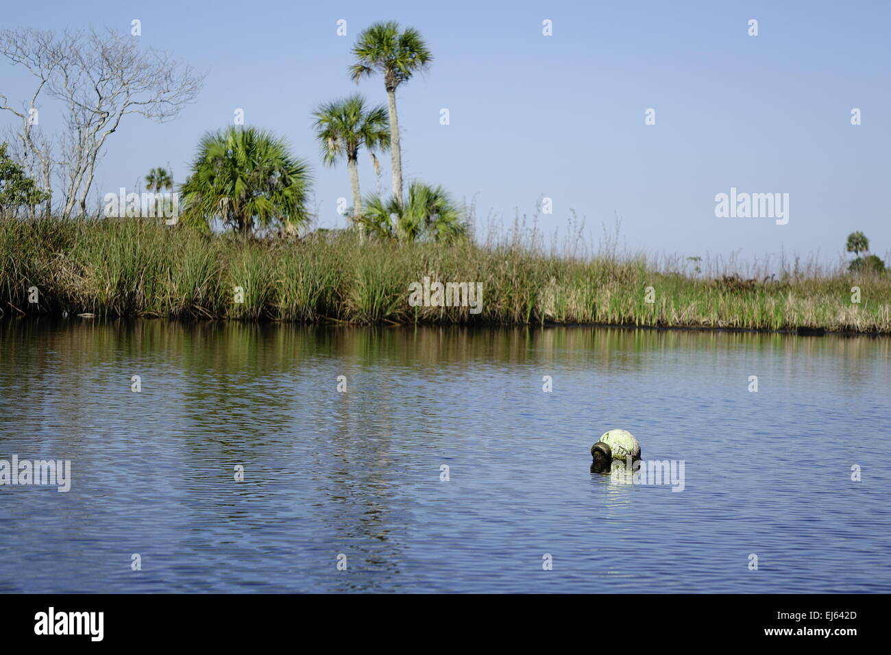 Halls River, Homosassa, Florida. Crab trap marker Stock Photo Alamy