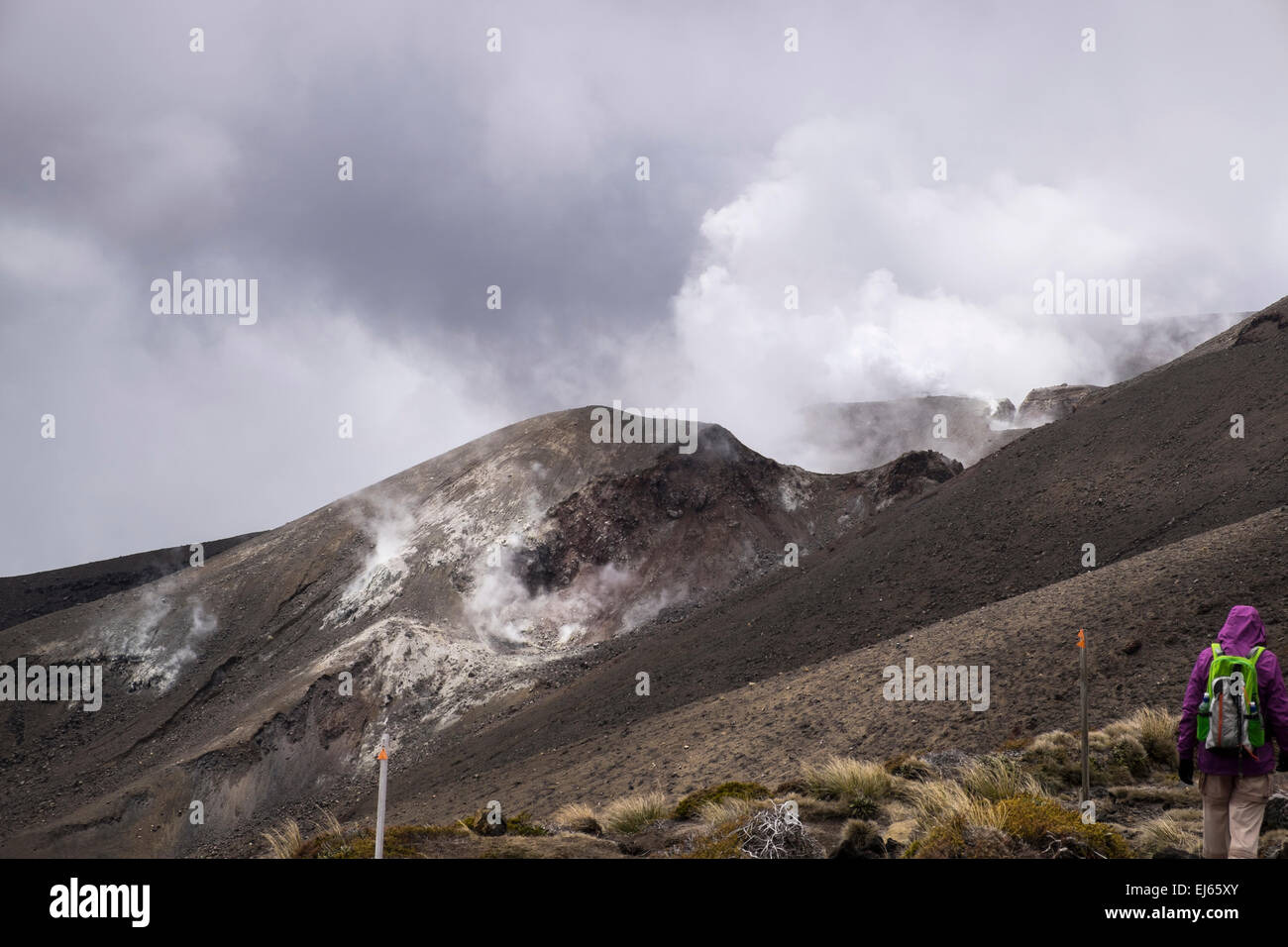Steam rising from the Te Maari crater, scene of the last eruption on Mount Tongariro, New Zealand. Stock Photo