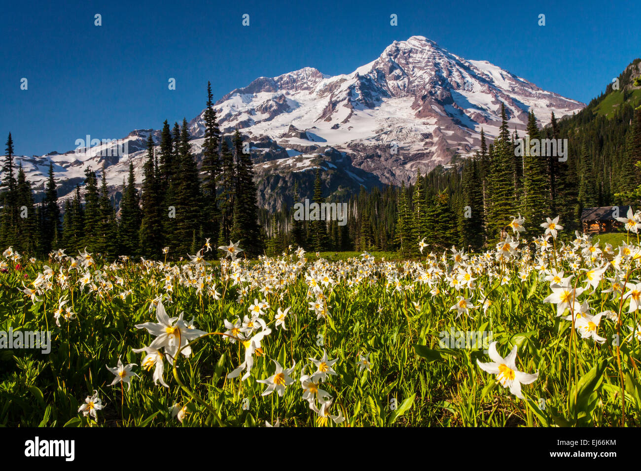Mount Rainier above a meadow of Avalanche lilies at Indian Henry's Hunting Ground in Mount Rainier National Park, Cascade Range, Stock Photo