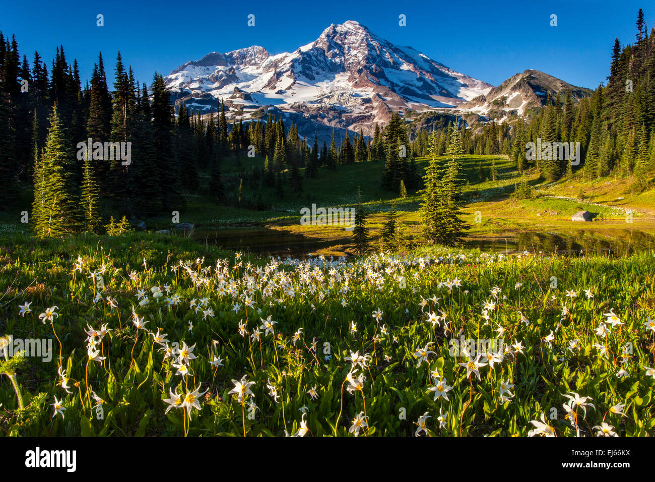 Mount Rainier above a meadow of Avalanche lilies at Indian Henry's Hunting Ground in Mount Rainier National Park, Cascade Range, Stock Photo