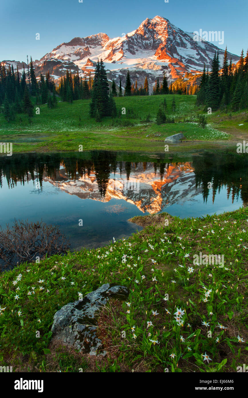 Mount Rainier reflected in a tarn surrounded by avalanche lilies at Indian Henry's Hunting Ground, Mount Rainier National Park, Stock Photo